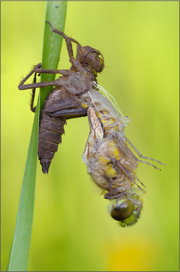 Geburt eine Libelle