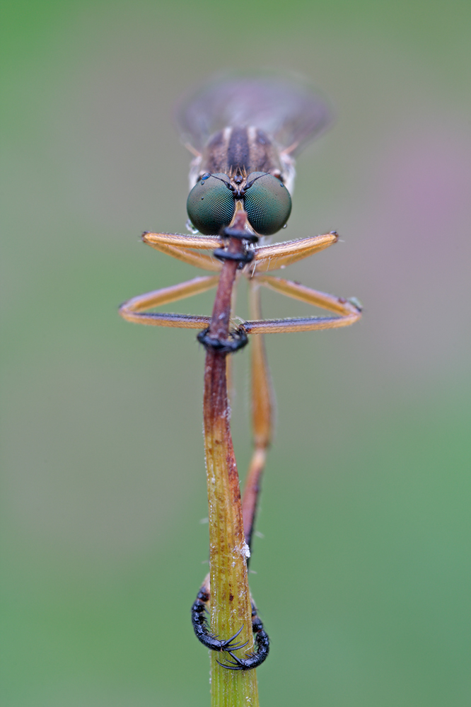 Schlankfliege