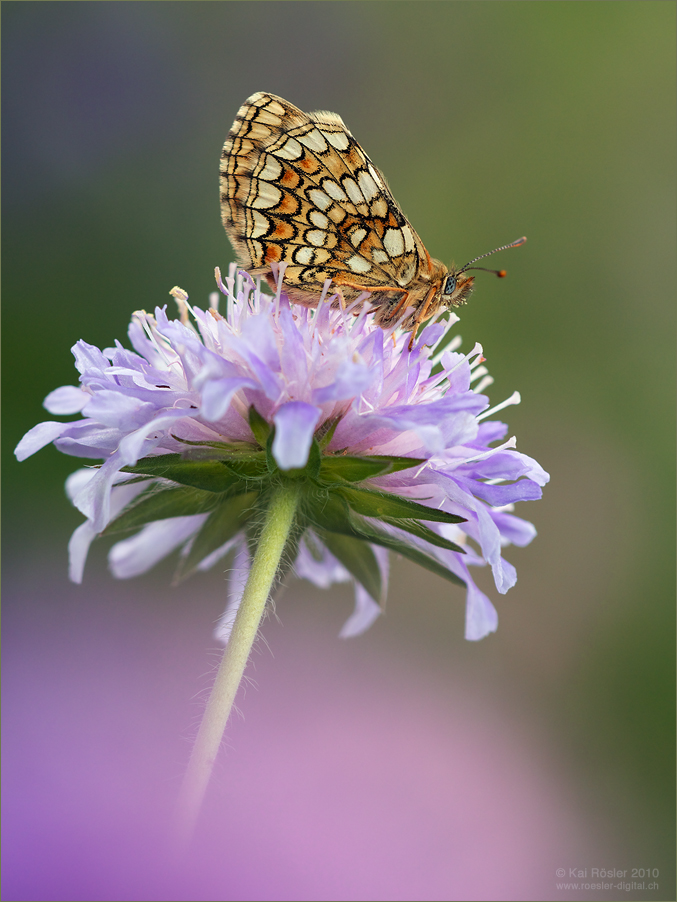 Melitaea aurelia (Ehrenpreis-Scheckenfalter)