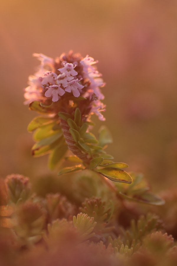 Wilder Thymian