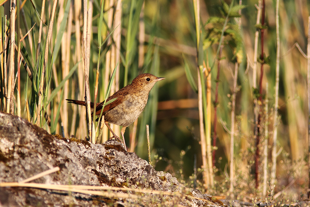 Rätselvogel