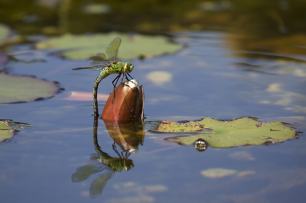 königslibelle bei der eiablage