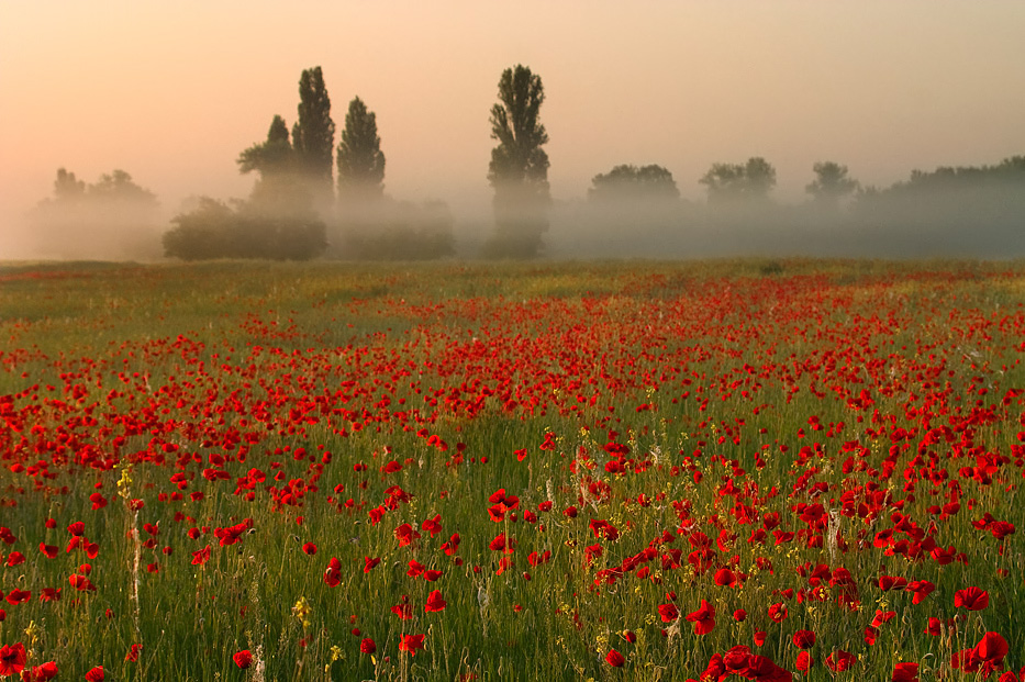 Ein Sommermorgen