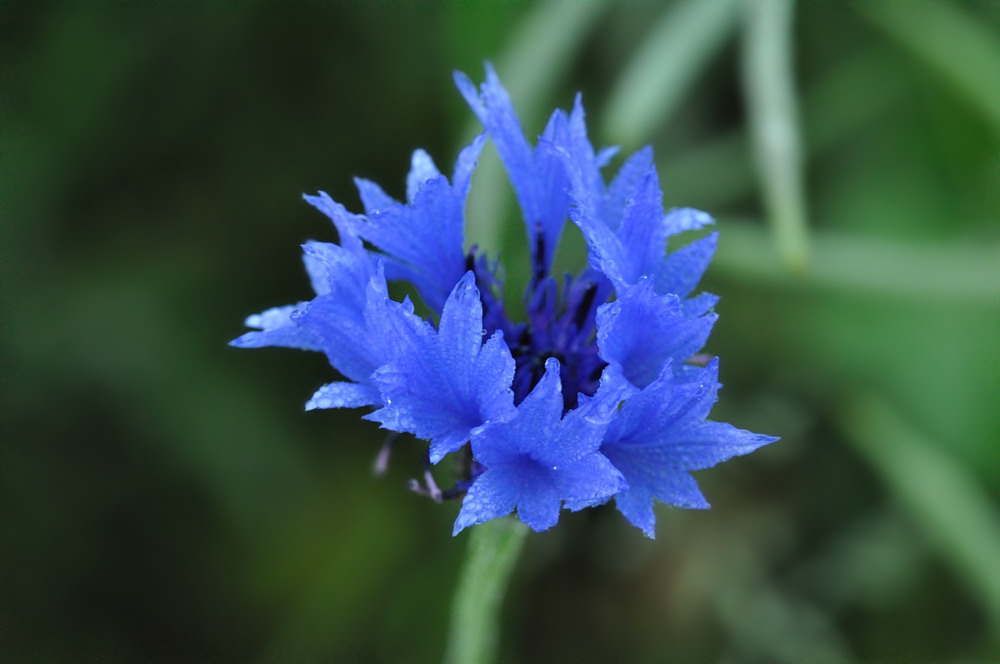 kornblumenblau