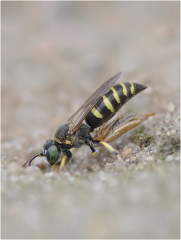 Zwerg-Kreiselwespe (Bembecinus tridens) 1      ND
