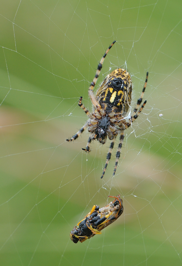 Eichblatt Radspinne