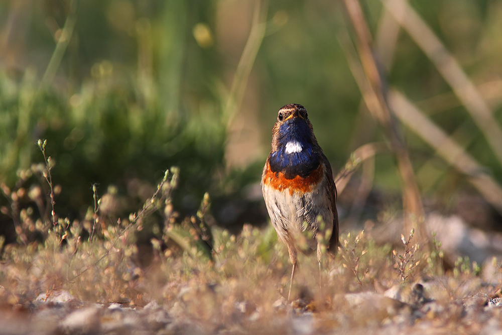 Blaukehlchen
