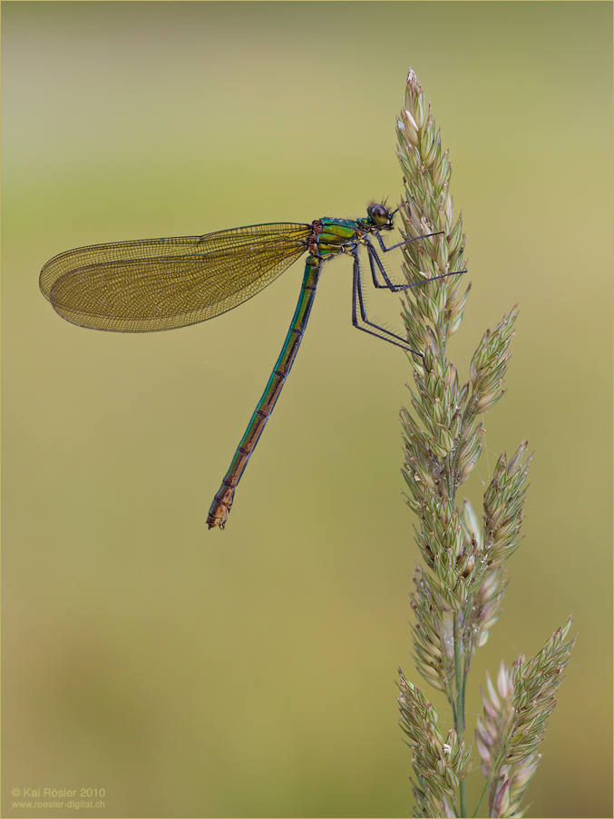 Gebänderte Prachtlibelle (Calopteryx splendens)