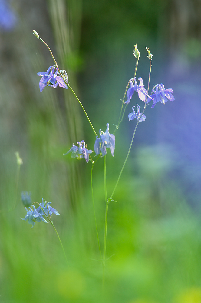 Blaue Trollhüte