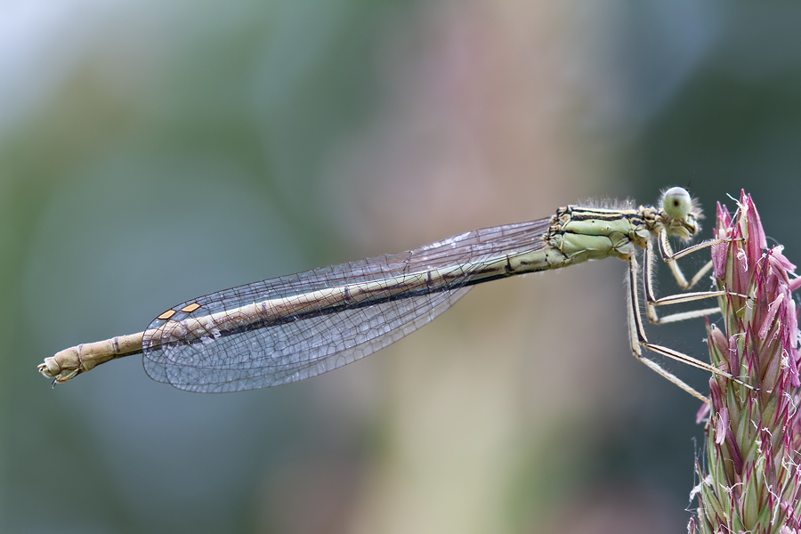 Weibchen der Blauen Federlibelle (Platycnemis pennipes)