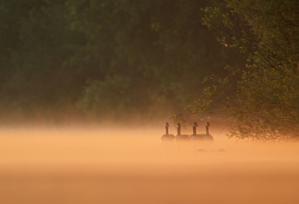 Sommermorgen