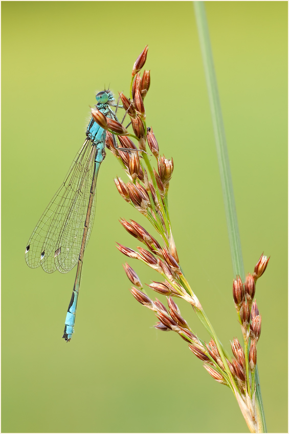 Blaues Stäbchen für Jens