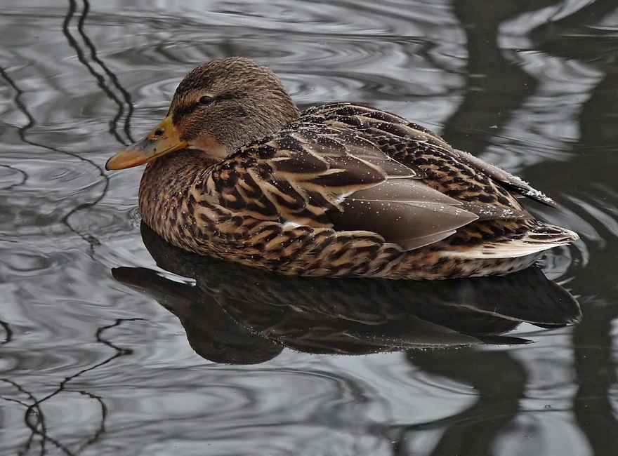 Stockente mit Spiegelung