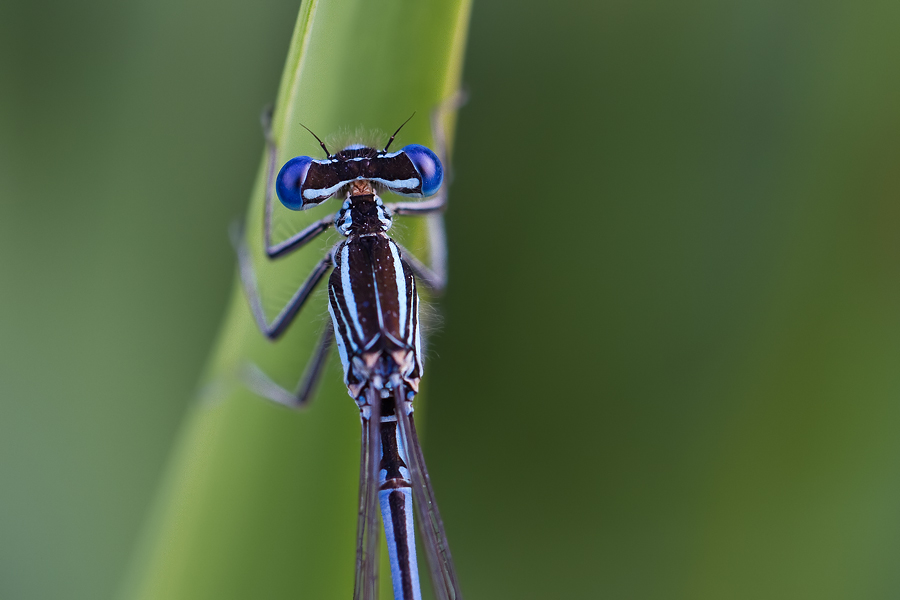 Männchen der Blauen Federlibelle (Platycnemis pennipes)