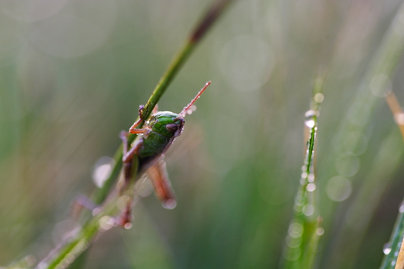 Grashüpfer in feuchter Wiese