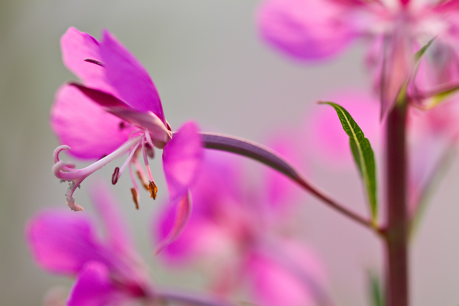 Schmalblättriges Weidenröschen (Epilobium angustifolium)