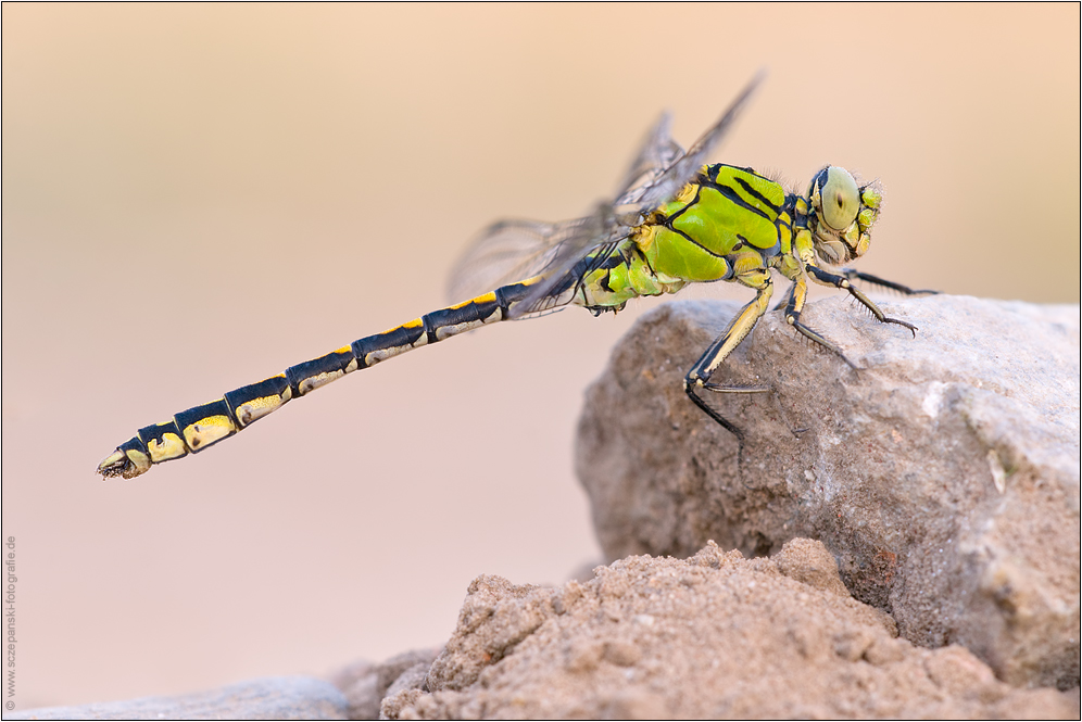 ~ Grüne Flussjungfer (Ophiogomphus cecilia) ~