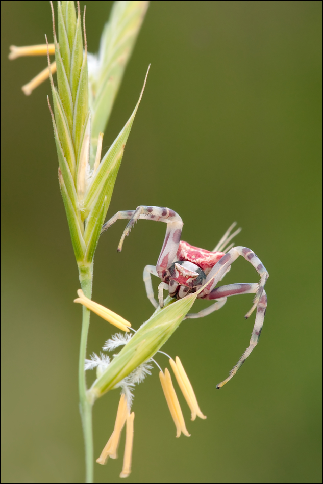 Thomisus onustus?