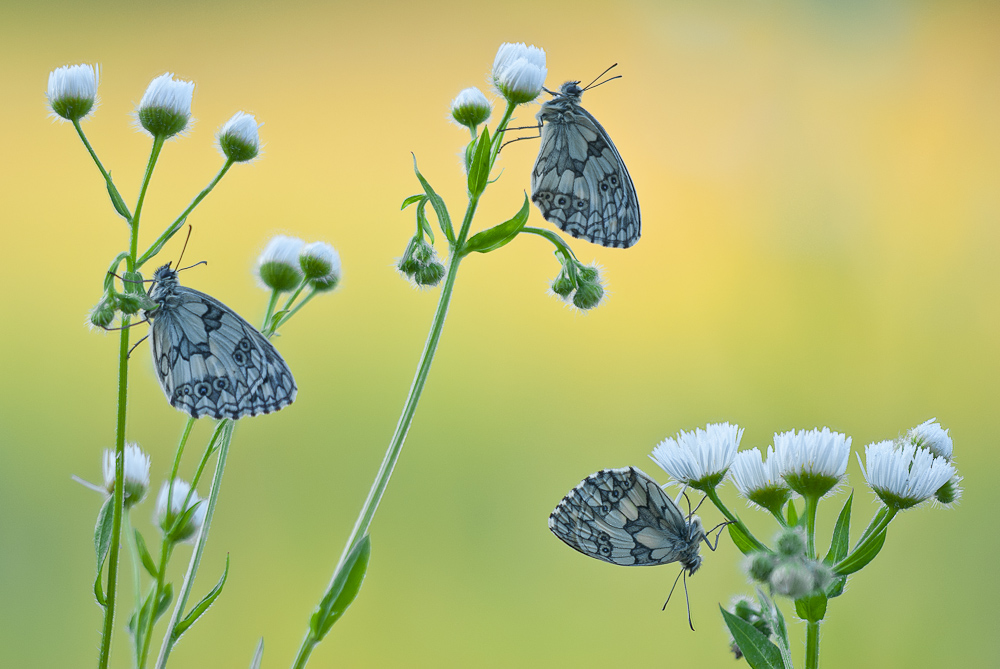 Marbled White