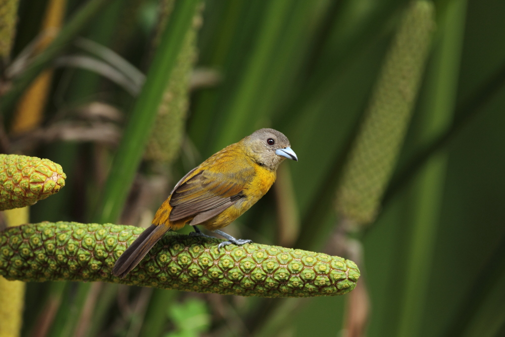 Passerini