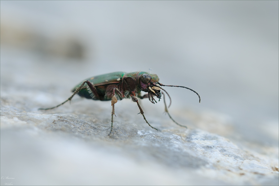 Cicindela campestris