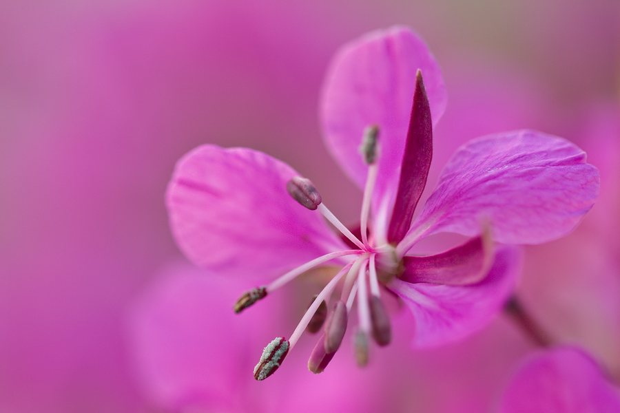 Einzelblüte des Schmalblättrigen Weidenröschens (Epilobium angustifolium)