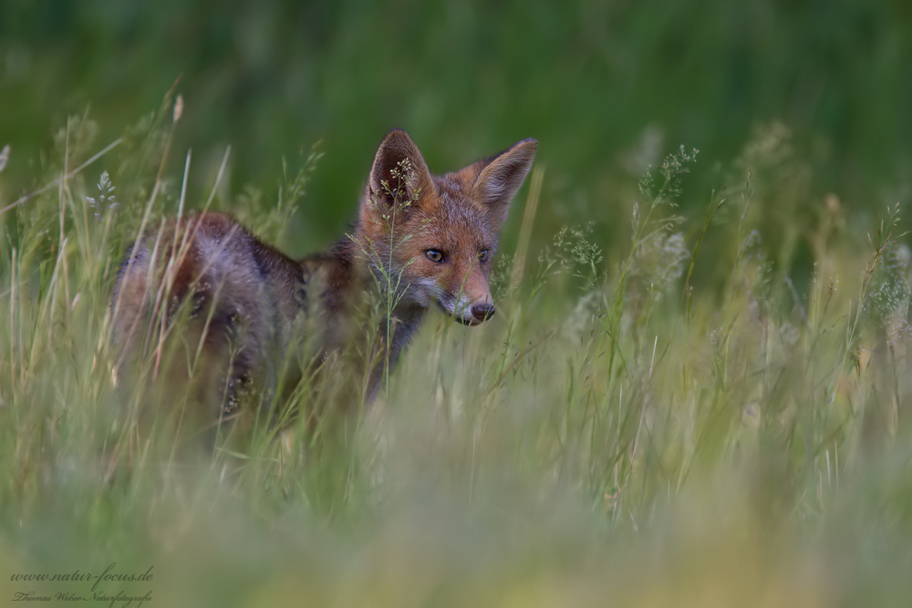 Rotfuchswelpe (Vulpes vulpes)