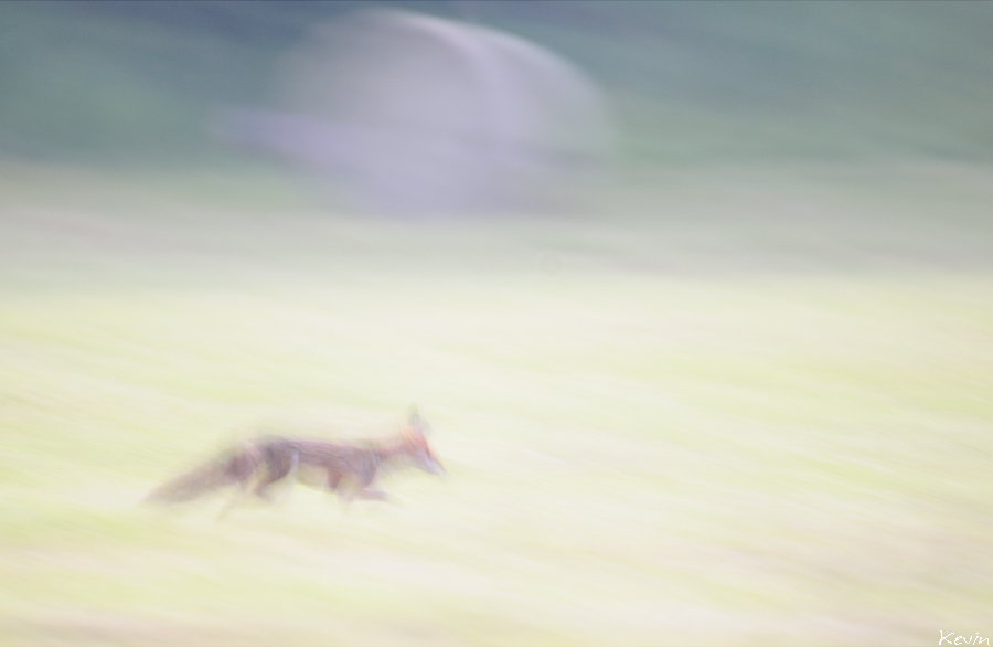 Fox on the run