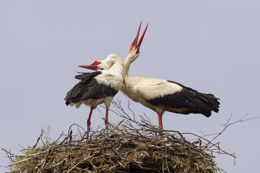 12 Stück Gnome Bart Set - Kunstpelz Bart Mit Holzkugeln Für Weihnachtsdekoration & Handwerk