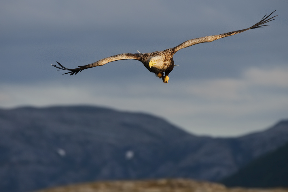 Seeadler (Haliaeetus albicilla)