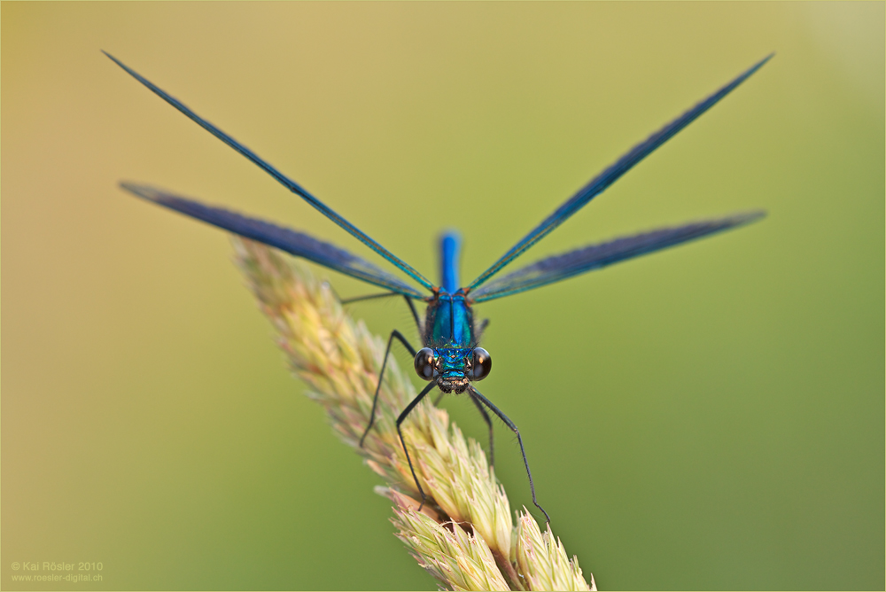 Gebänderte Prachtlibelle (Calopteryx splendens)