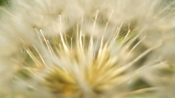 Pusteblume