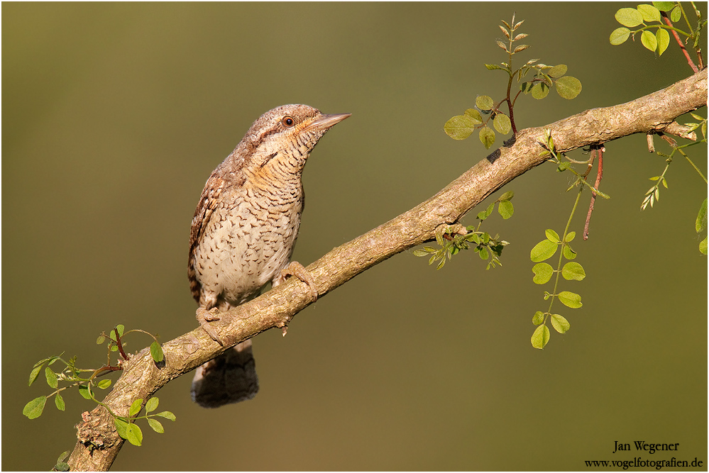 Wendehals (Jynx torquilla) Wryneck