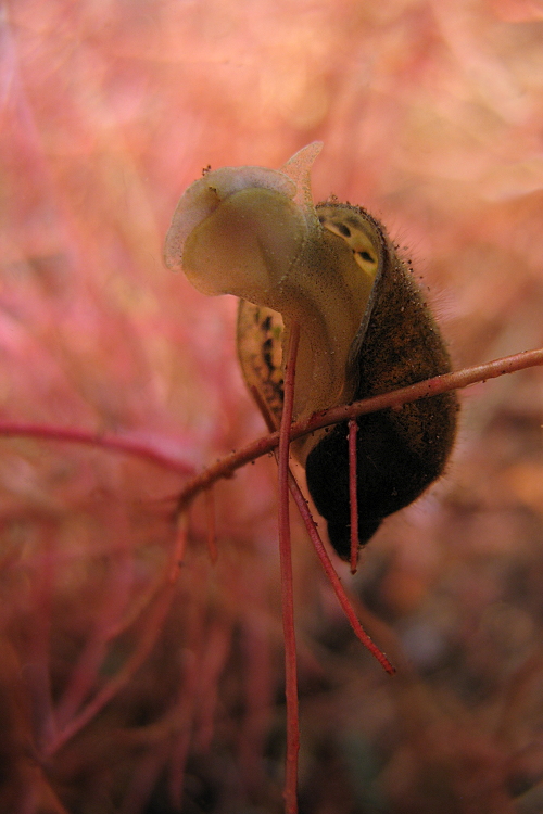 Schnecke