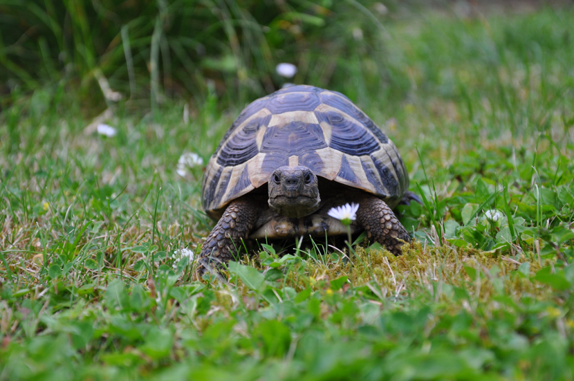 Griechische Landschildkröte