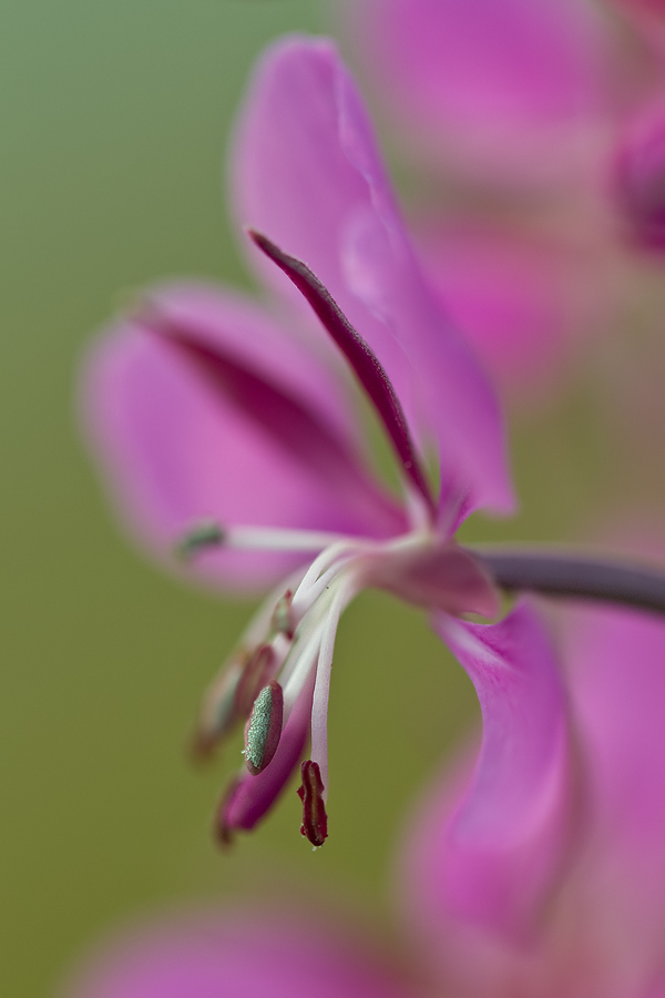 Schmalblättriges Weidenröschen (Epilobium angustifolium) III