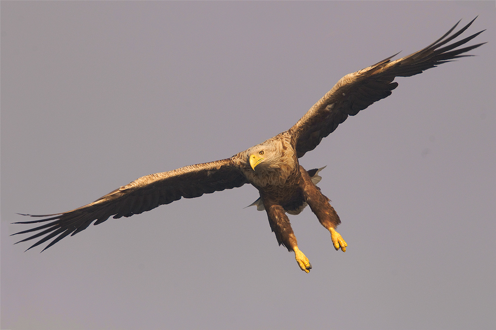 Seeadler im Anflug