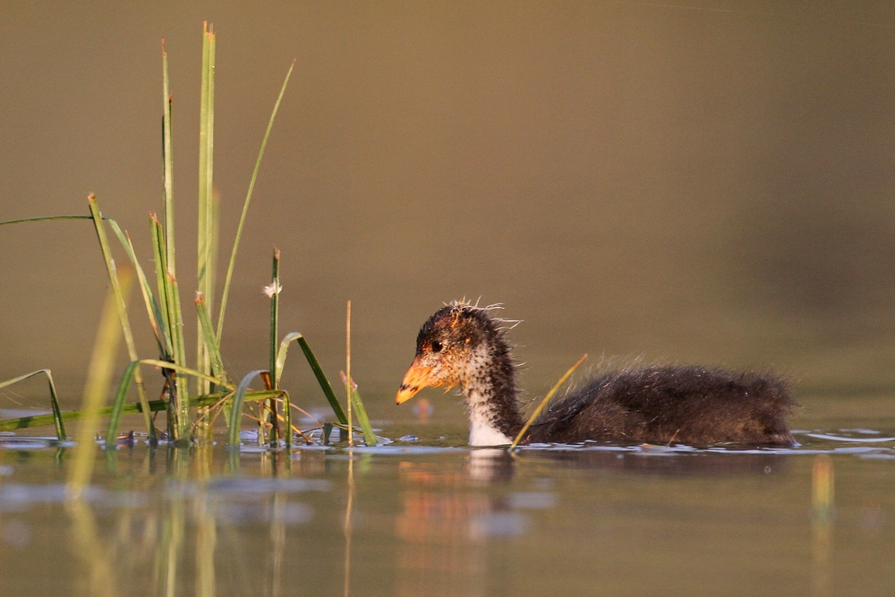 lustiger Vogel