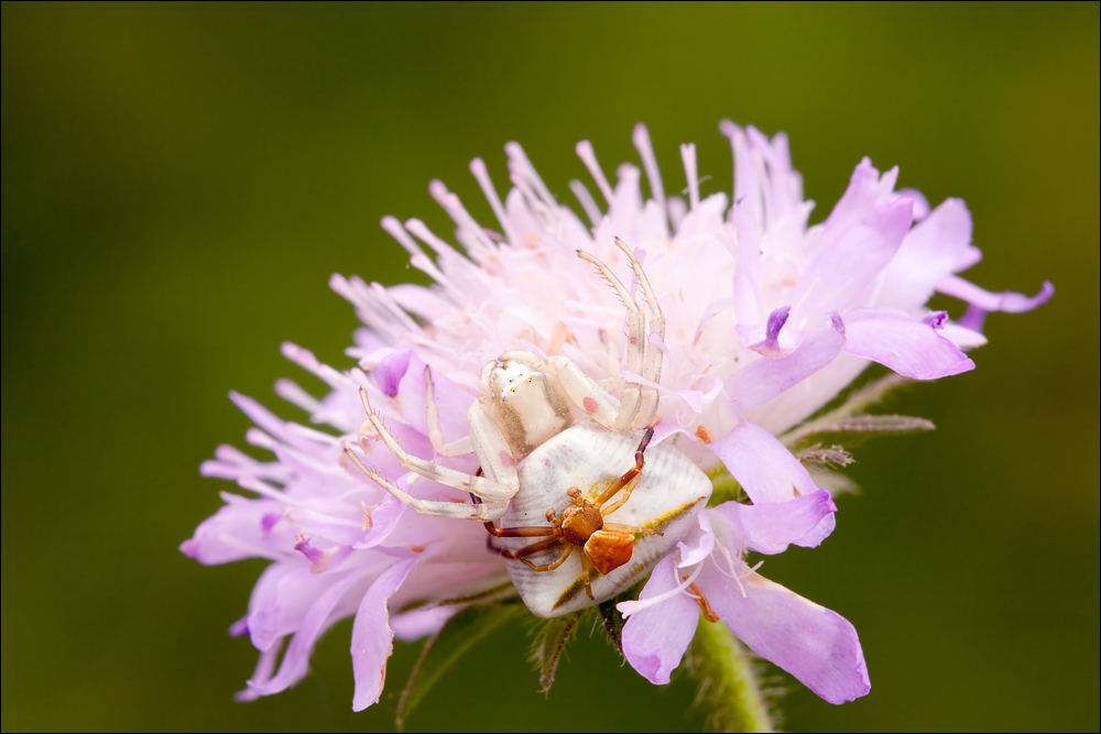 Thomisus onustus - Pärchen