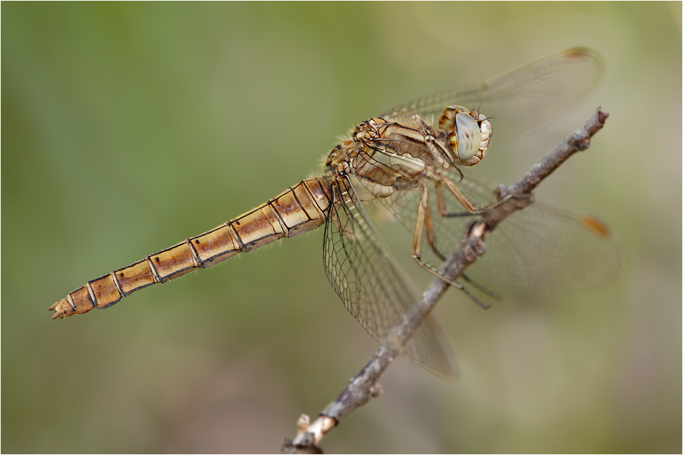 Südlicher Blaupfeil (Orthetrum brunneum)