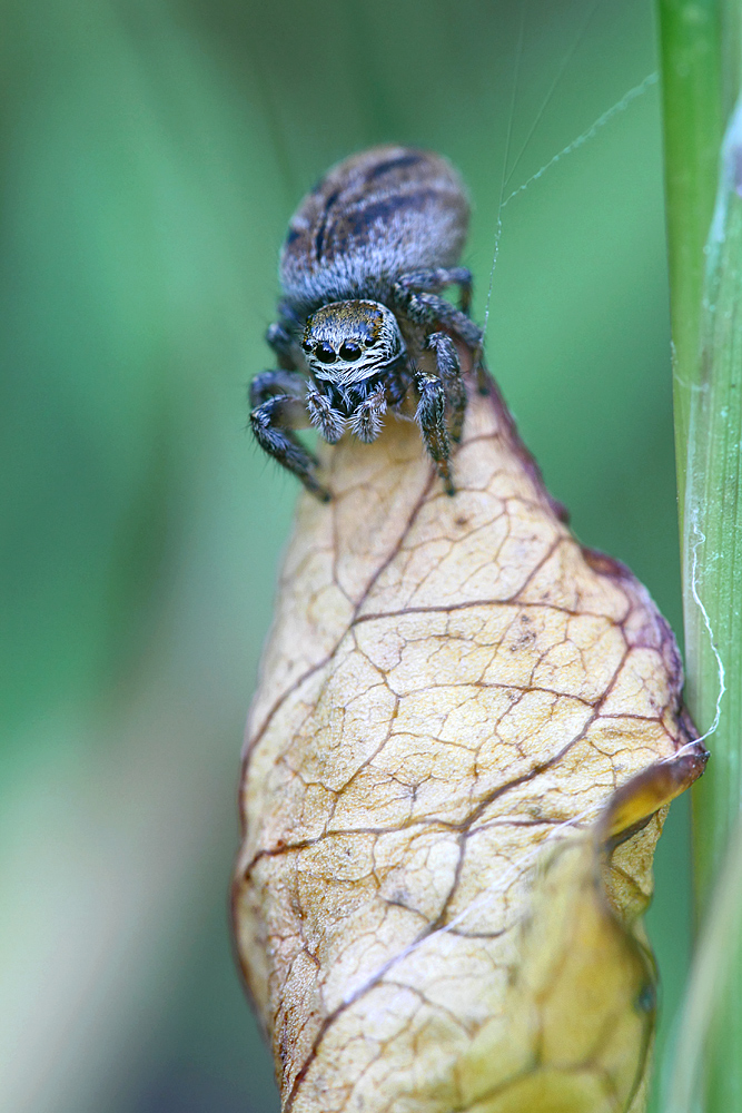 Springspinne