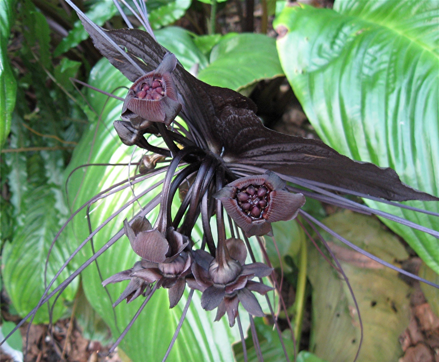 Tacca: die Aussergewöhnliche