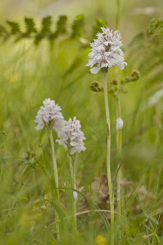 Highland-Orchideen