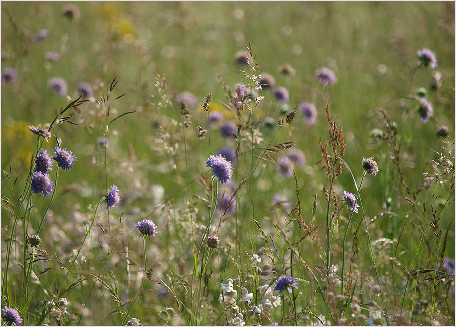~ Sommerwiese ~