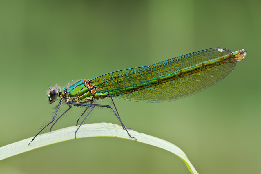 Weibchen der Gebänderten Prachtlibelle (Calopteryx splendens)