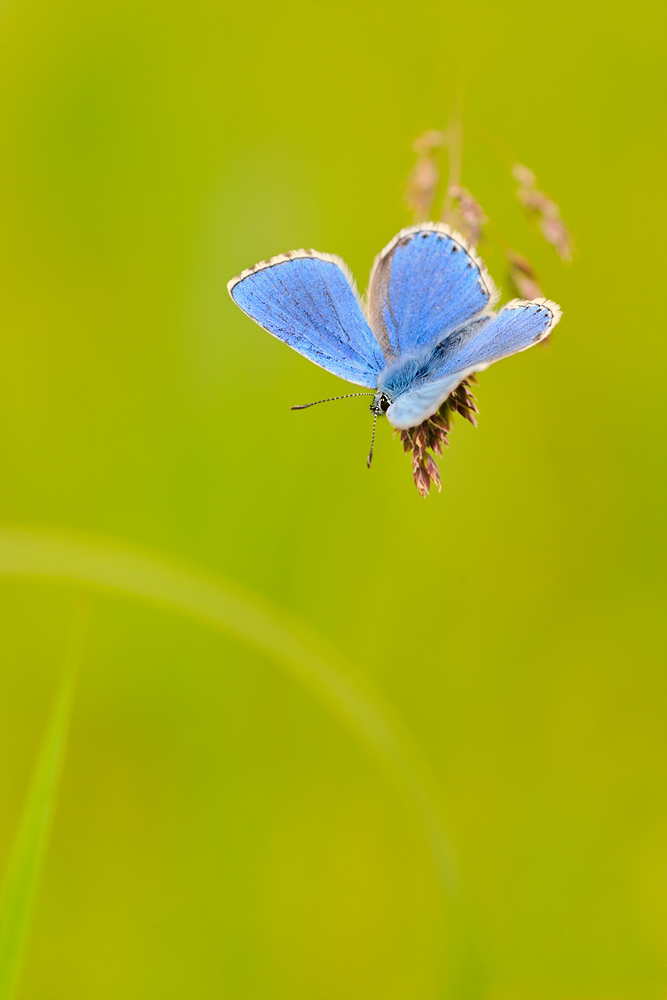 Himmelblau