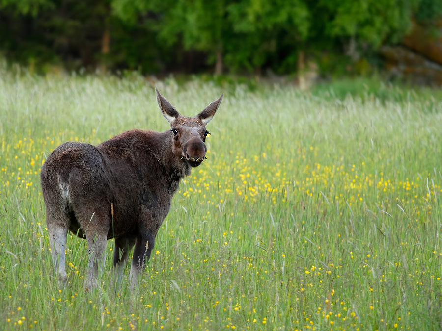 Jährling (Forum für Naturfotografen)