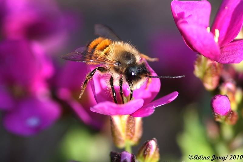 Biene auf der Blume (Apiformes)