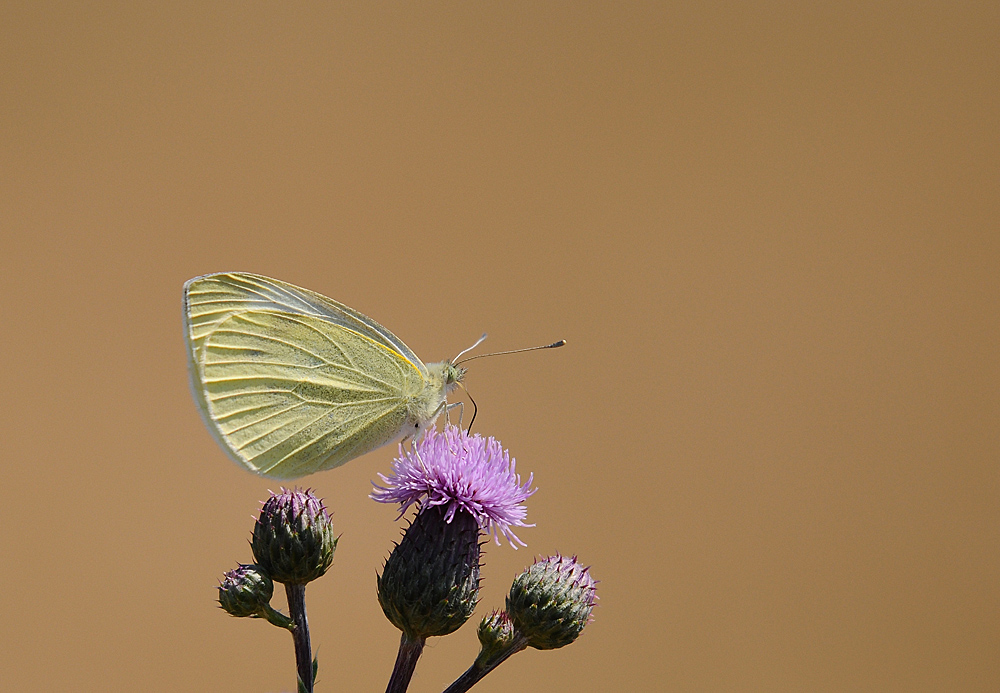 Rapsweißling auf Distel