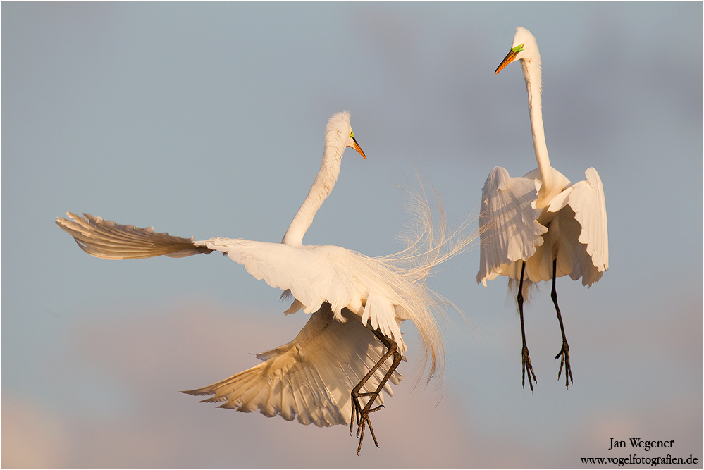 Kämpfende Silberreiher (Ardea alba egretta) Great Egret